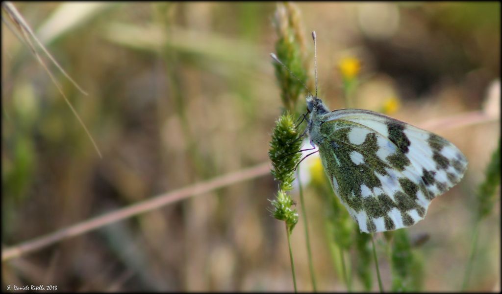 Pontia edusa, Pieridae